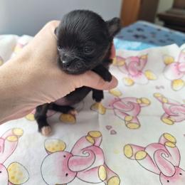 Soledad - Black female Chihuahua puppy in Haines City, Florida from Kassafina Kennel