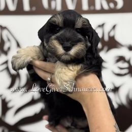 Miniature Schnauzer Puppies from Love Giver Schnauzers