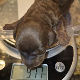 AKC Chocolate and tan On reserve until thriving. - Chocolate and tan male Dachshund puppy in Las Cruces, New Mexico from The Dachshund Den