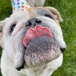 Bulldog All Grown Up from Trevino’s Bulldogs