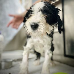 Bearded Collie and Border Collie Puppies from Beloved Bearded & Border Collies