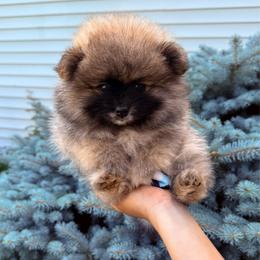 Grace - Orange sable female Pomeranian puppy in Waterloo, Indiana from Garcias Pomeranian