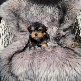 Cooper - Blue and gold male Yorkshire Terrier puppy in Portland, Oregon from Mama & I Yorkshire's