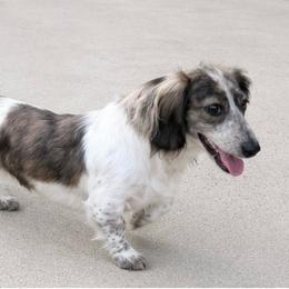 Jupiter - Dachshund