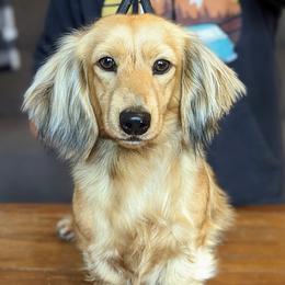 Lady - Dachshund