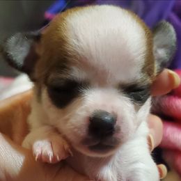 Girl 2 - Chocolate brindled fawn female Chihuahua puppy in Oklahoma City, Oklahoma from Teacup Chihuahuas and Friends
