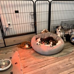 Dachshund and Miniature American Shepherd Puppies from Long Dog Inc.