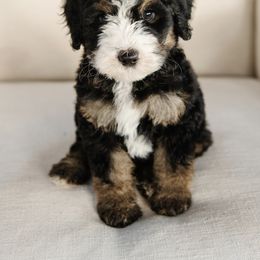 'Jonathan' Green Collar Male - Tri-color male Bernedoodle puppy in Kamas, Utah from A + E Farms