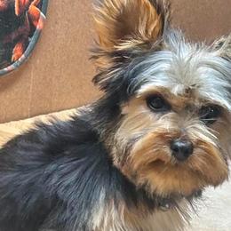 Rottweilers and Yorkshire Terriers from Amazing Companions Kennel
