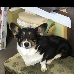 "Vixie. " Pembroke Welsh Corgi Puppies from CircleKbar Corgis