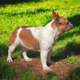 Mia - French Bulldog