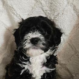 Girl 1 - Black female Whoodle puppy in O'neill, Nebraska from Willowdale Doodles