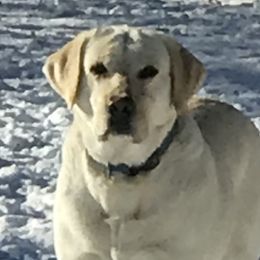 Willie - Labrador Retriever