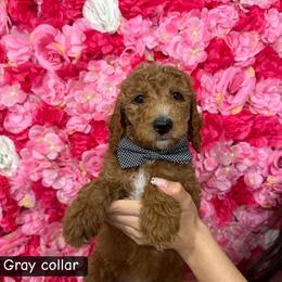 Grey collar - Parti male Goldendoodle puppy in Bakersfield, California from Cisneros Goldendoodles