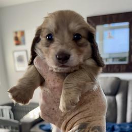 Tootsie - Cream female Dachshund puppy in Alva, Florida from Salty C's Dachshunds