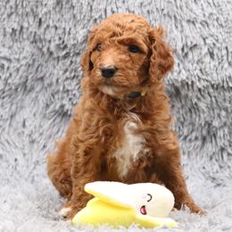 Poodle Puppies from Absolutely Pampered Poodles