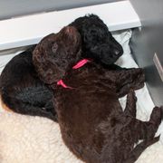 Curly-Coated Retrievers from FullCircle Curly-Coated Retrievers