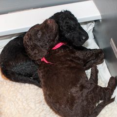 Curly-Coated Retrievers from FullCircle Curly-Coated Retrievers