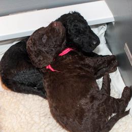 Curly-Coated Retrievers from FullCircle Curly-Coated Retrievers