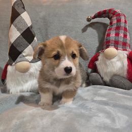 Purple Collar Female - Red female Pembroke Welsh Corgi puppy in Tenino, Washington from LoneStar Corgis NW