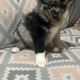 Girl 2 - Merle female Pomsky puppy in Harpers Ferry, West Virginia from Brandie Kelley