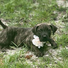 MeatBall - Brindle female Great Dane puppy in Lehigh Acres, Florida from Florida Wrinkles