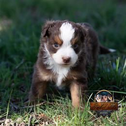 Zephyr - Red tri-color male Miniature American Shepherd puppy in Granbury, Texas from Best Little Aussies