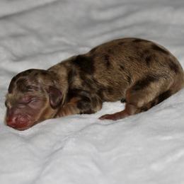 Girl 1 - Chocolate and tan female Dachshund puppy in Paris, Texas from Kuttin’ Up Mini Aussies