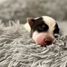 Boy 2 - Australian Cattle Dog puppy from Intermountain Australian Cattle Dogs