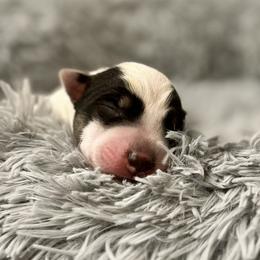 Boy 2 - Australian Cattle Dog puppy from Intermountain Australian Cattle Dogs