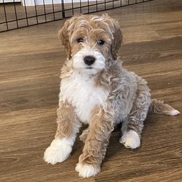 Boy 4 - Goldendoodle puppy from Doodle All Day