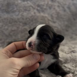 Bobby Flay - Black tri male Miniature Australian Shepherd puppy in Queen Creek, Arizona from Arizona Aussies