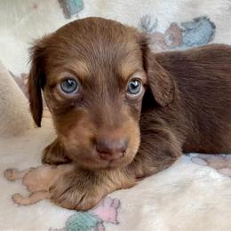Dark Blue collar - Chocolate and tan male Dachshund puppy in Apache Junction, Arizona from Shaw Dachshunds