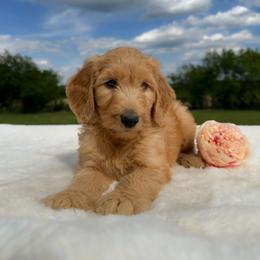 Mandy - Red  female Goldendoodle puppy in Osage City, Kansas from Golden Ridge Goldens