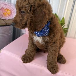 Goldendoodle and Poodle Puppies from Northern Heart Standards