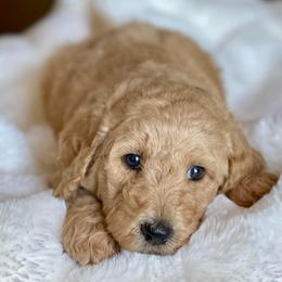 Mack - Apricot male Labradoodle puppy in San Antonio, Texas from I Love U Back Labradoodles, LLC