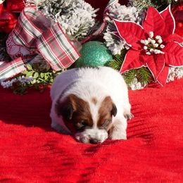 Rudolph - Red mottled male Australian Cattle Dog puppy in Buffalo Valley, Tennessee from Buffalo Valley Breeders