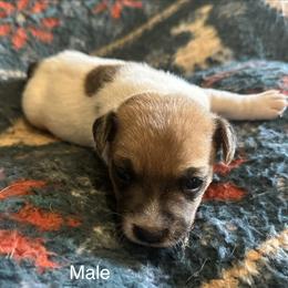 Jack Russell Terrier All Grown Up from Tuff Country Farm