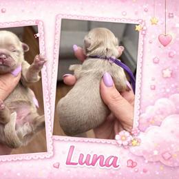 Luna - Lilac female Shih Tzu puppy in Connersville, Indiana from Royal Blossom Shihtzus