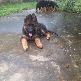 Irwin vom LegendLand - Black and red male German Shepherd puppy in Hillsborough County, Florida from Vom Legend Land
