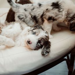 Aussiedoodle puppies from Glendale Doodles