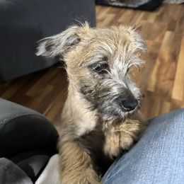 Tank - male Cairn Terrier puppy in Winterset, Iowa from KNKR FURBABIES Cairn Terriers
