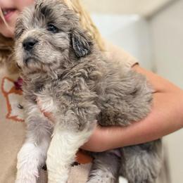 Nickel - Blue female Pyredoodle puppy in Prescott, Washington from Pyredoodles at Pedersen Ranch