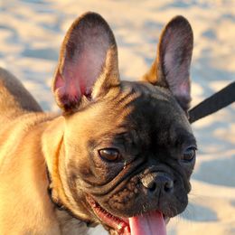 French Bulldogs from Majestic Frenchies
