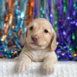 Shaggy - Cream male Dachshund puppy in Chandler, Arizona from Vonaducci Doxies, LLC.