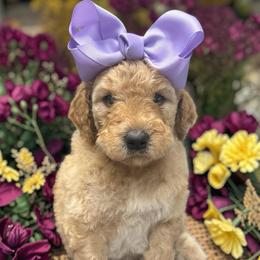 Liberty - Apricot female Goldendoodle puppy in Prosperity, Pennsylvania from Stelladoodles & Company