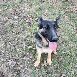 Girl 3 Wanda - Black and tan German Shepherd puppy in Wright County, Missouri from The Old Red Barn Kennel