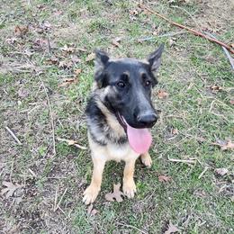 Girl 3 Wanda - Black and tan German Shepherd puppy in Wright County, Missouri from The Old Red Barn Kennel