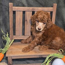 Leonard - Red  male Poodle puppy in Statesboro, Georgia from Briar Creek Kennels