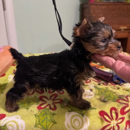Boy 3 - Blue and gold male Yorkshire Terrier puppy in Frederick, Maryland from Maria Rodriguez